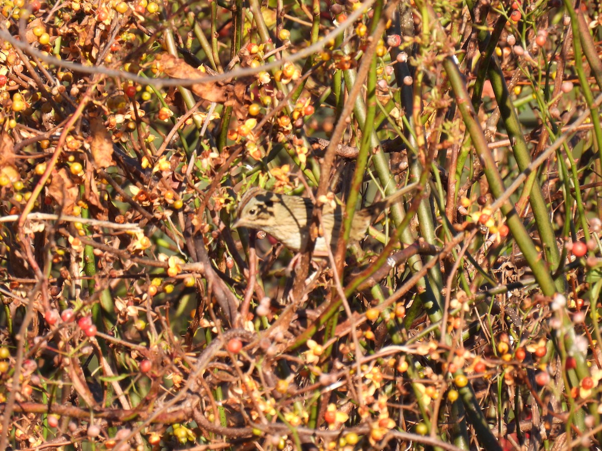 Lincoln's Sparrow - ML610486122