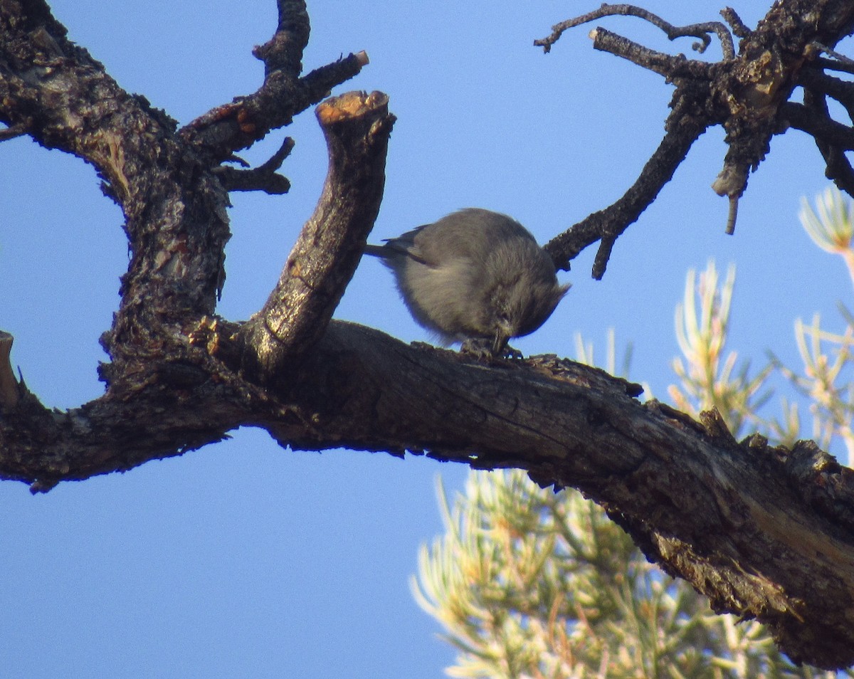 Juniper Titmouse - ML610486133