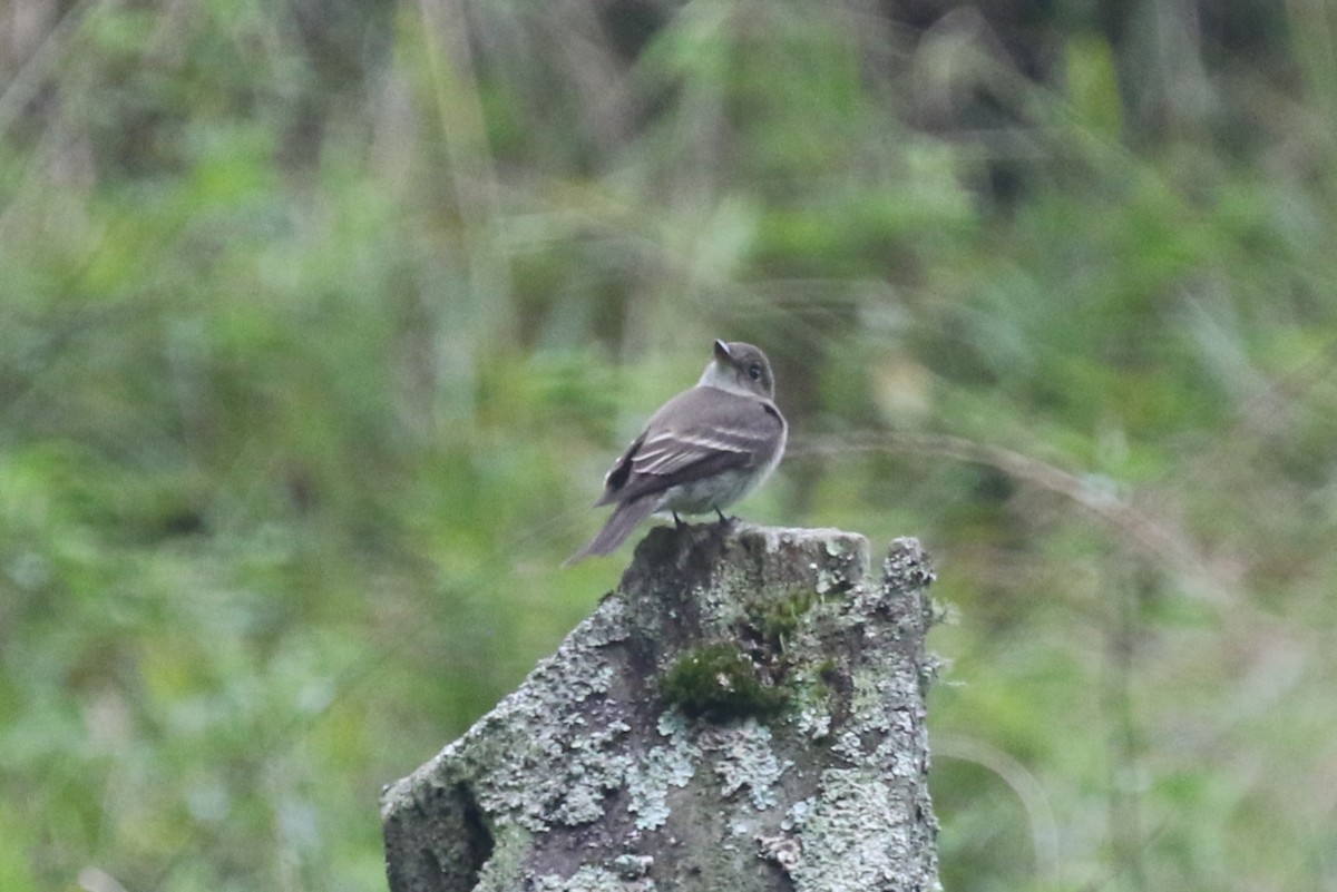 Western Wood-Pewee - James (Jim) Holmes