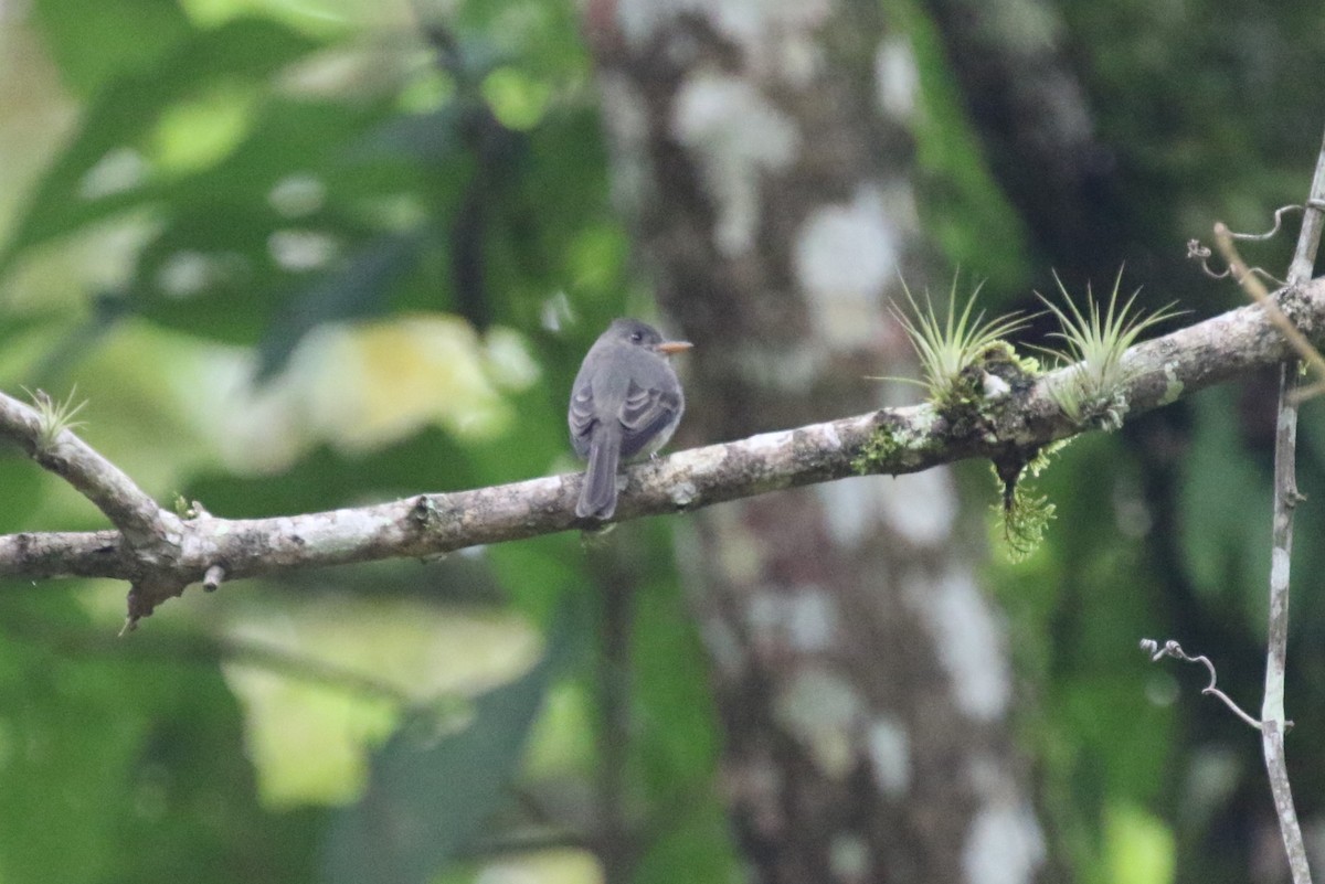 Dark Pewee - ML610486245