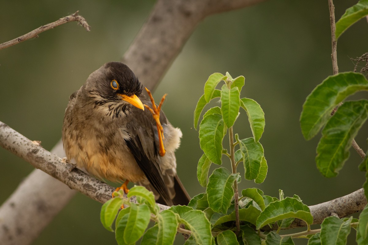 Austral Thrush (Magellan) - Ariel Cabrera Foix