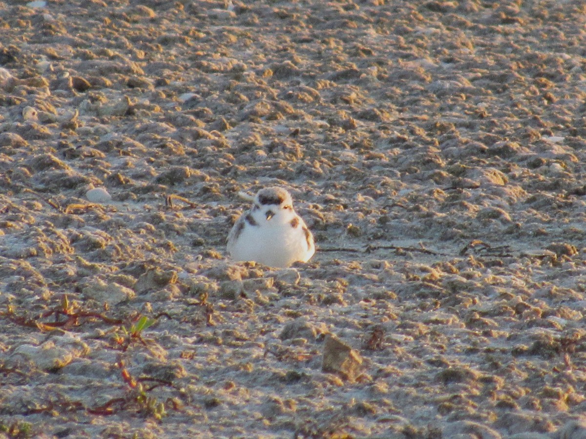 Snowy Plover - Julie  Michael