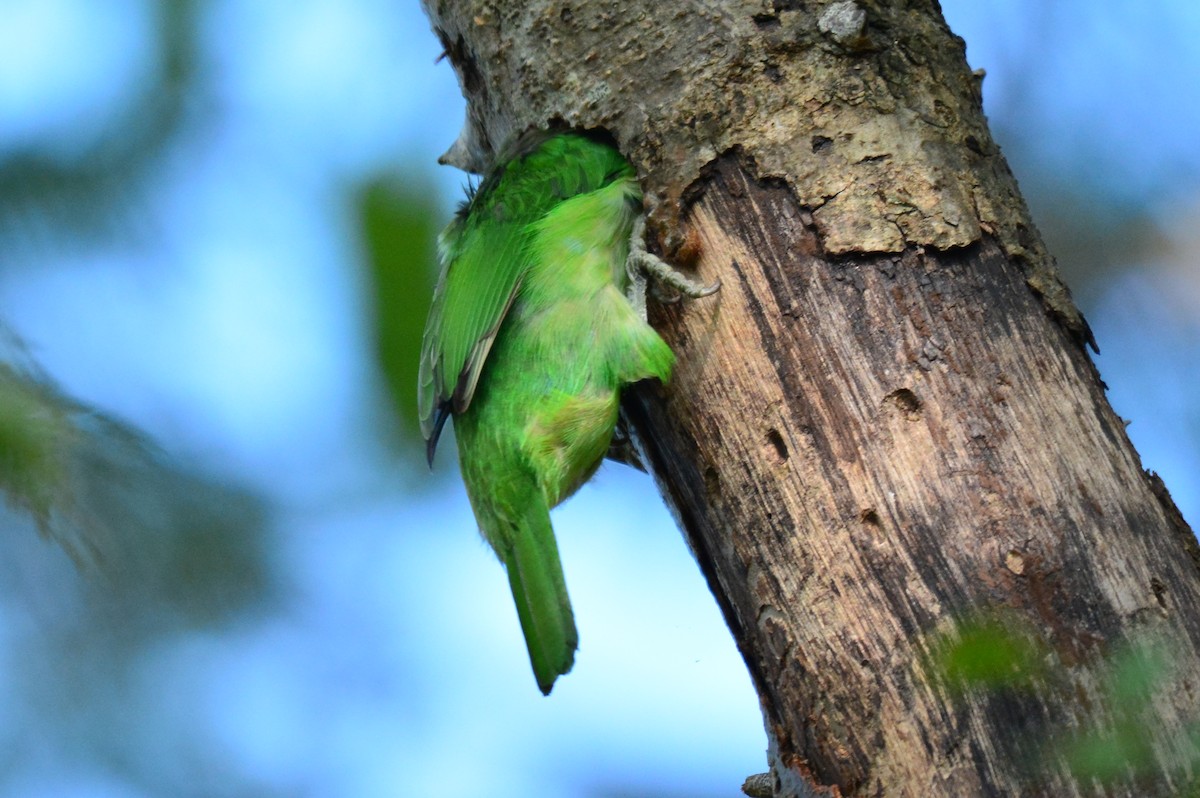 White-cheeked Barbet - ML61048631