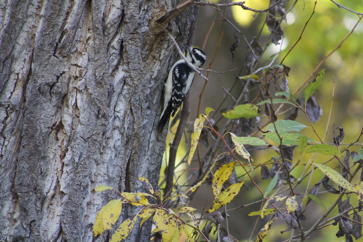 Downy Woodpecker - ML610486336