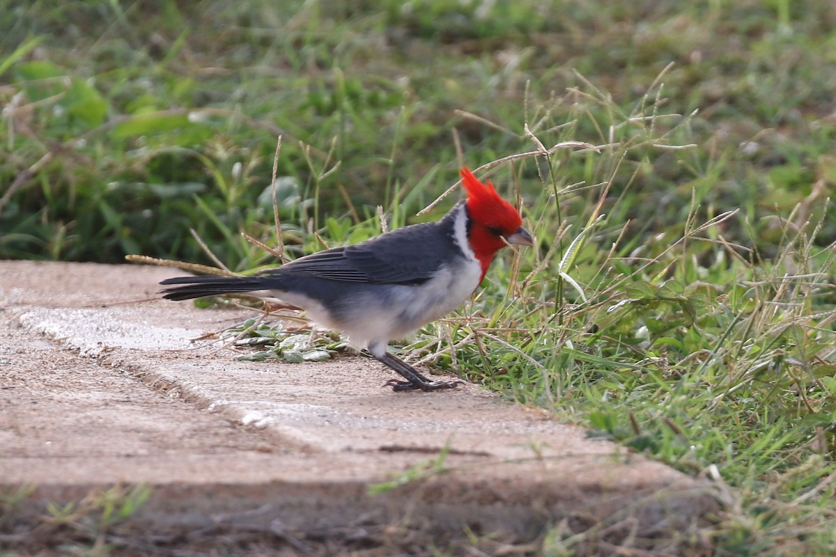 Red-crested Cardinal - ML610486343