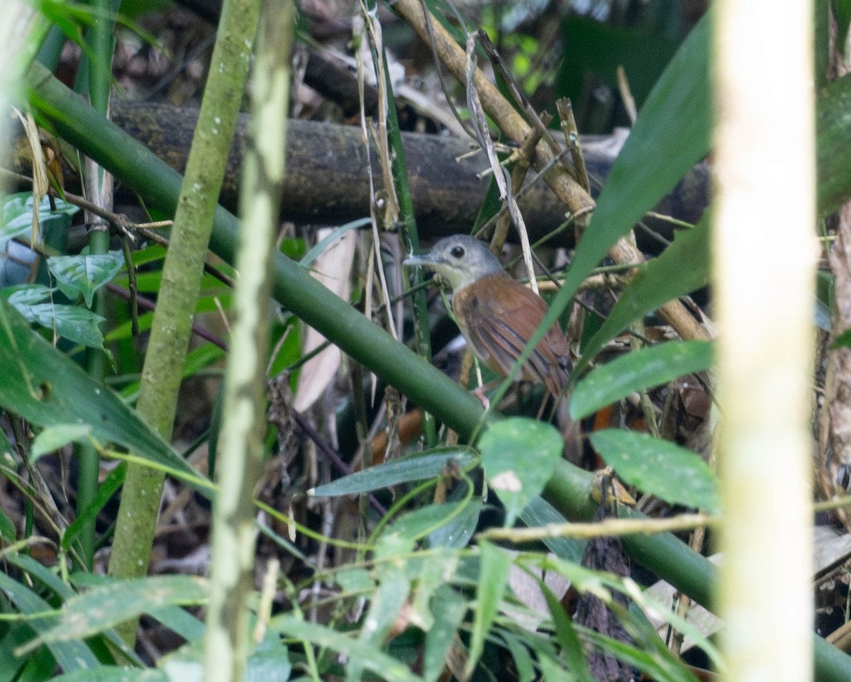 Ashy-headed Babbler - ML610486356