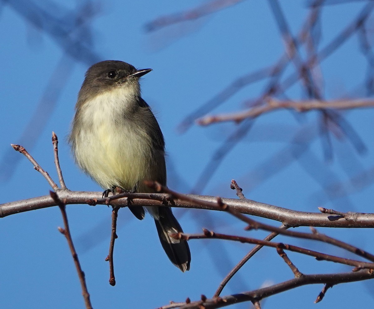 Eastern Phoebe - ML610486364