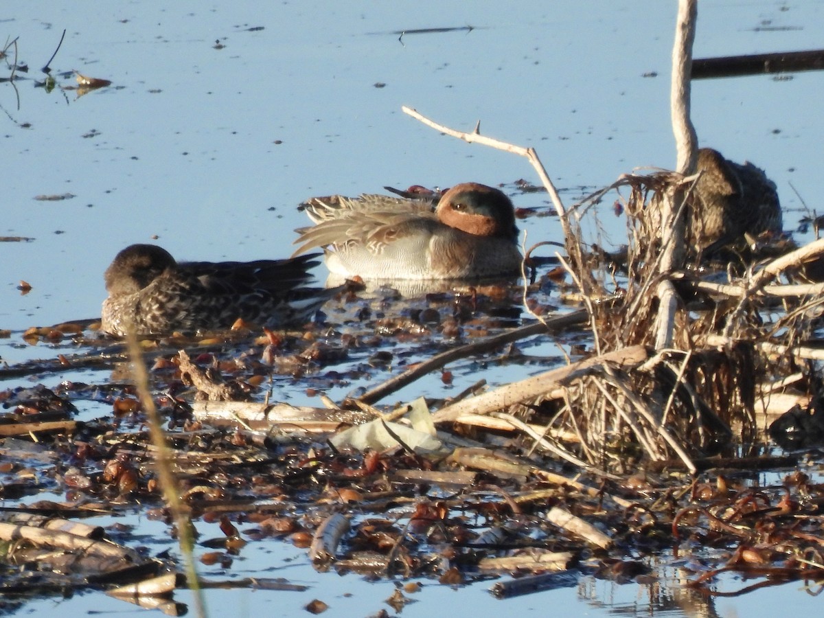 Green-winged Teal - ML610486425