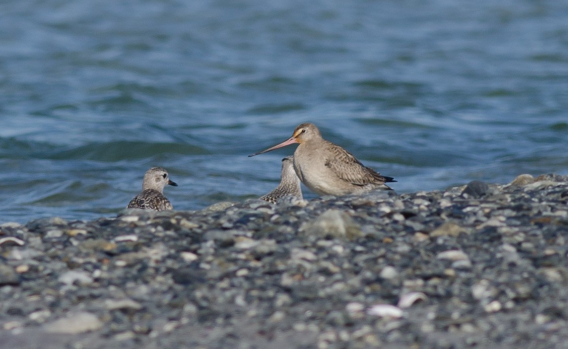 Hudsonian Godwit - ML610486439