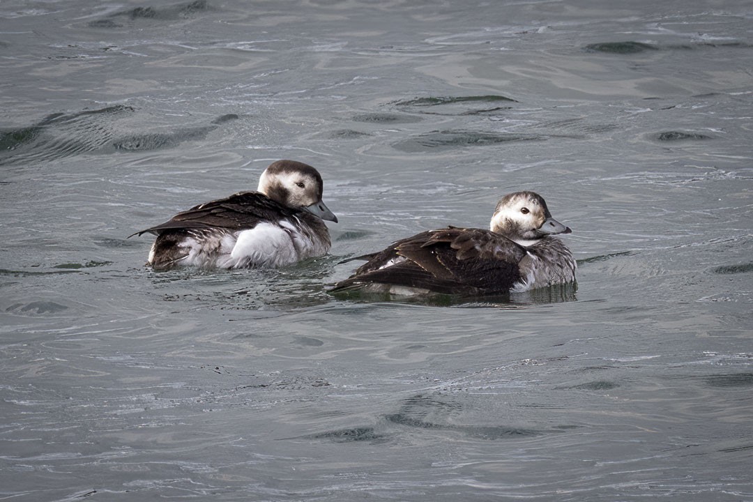Long-tailed Duck - ML610486444