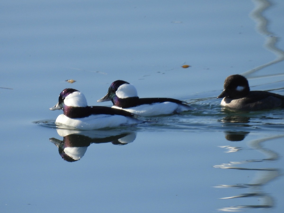 Bufflehead - ML610486474