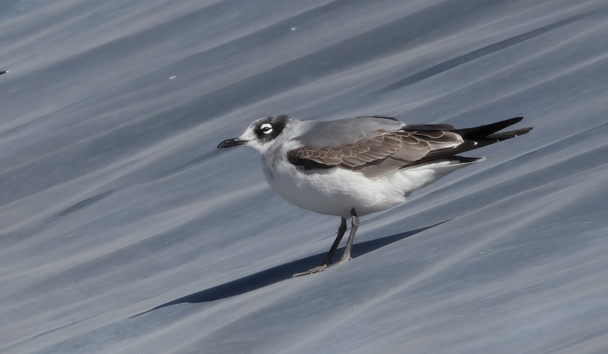 Franklin's Gull - Matthew Grube