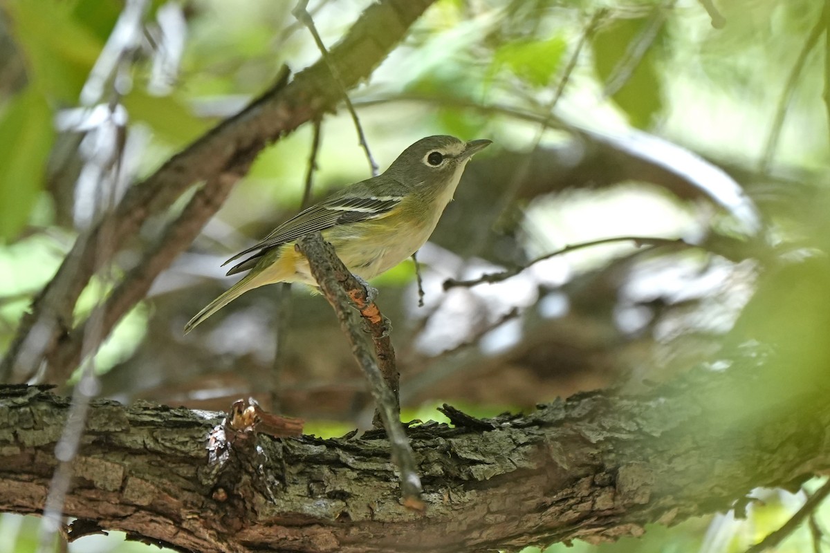 Cassin's Vireo - ML610486547