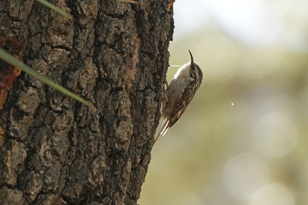 Brown Creeper - ML610486611