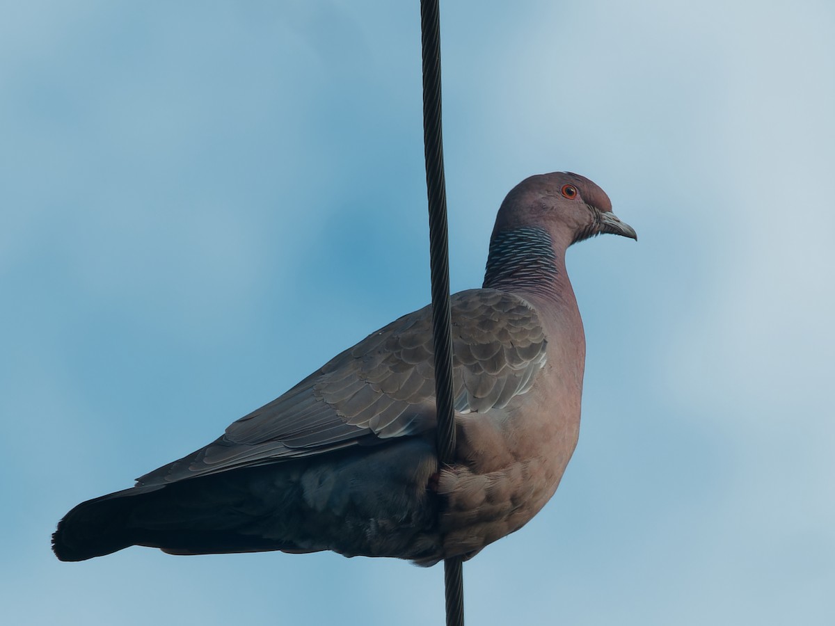 Picazuro Pigeon - ML610486741