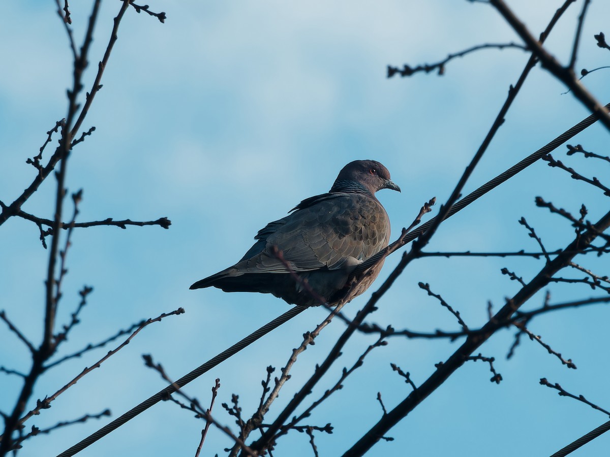 Picazuro Pigeon - ML610486742