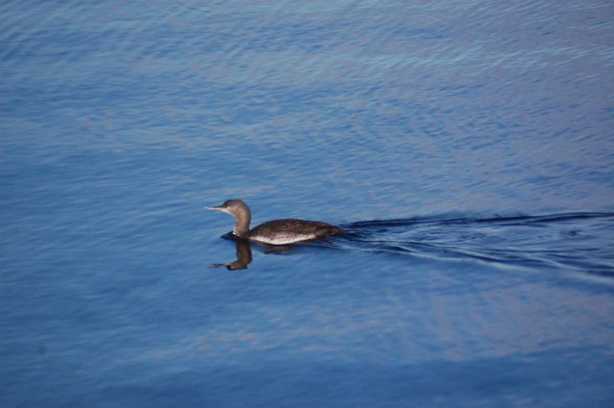 Red-throated Loon - Wendy Digout