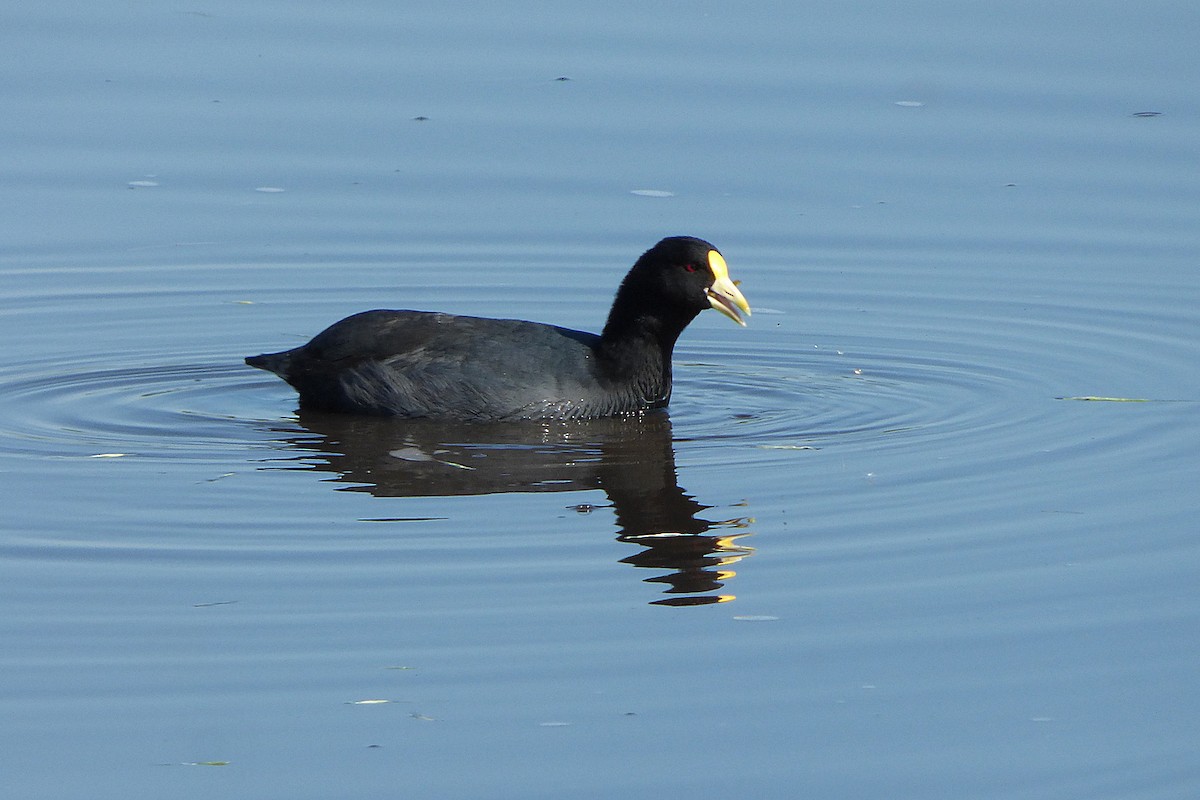 White-winged Coot - Carlos Agulian