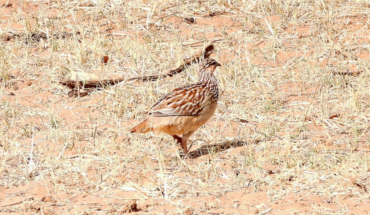 Crested Francolin - ML610486767