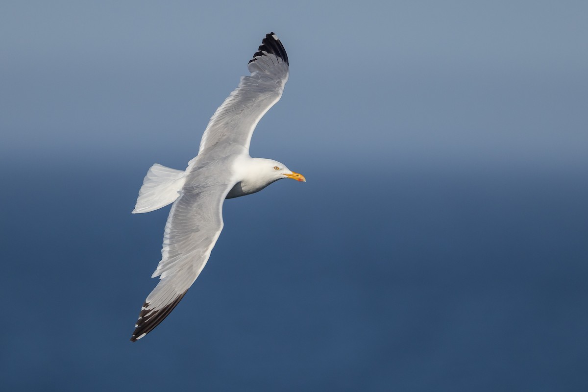 Herring Gull - ML610486778