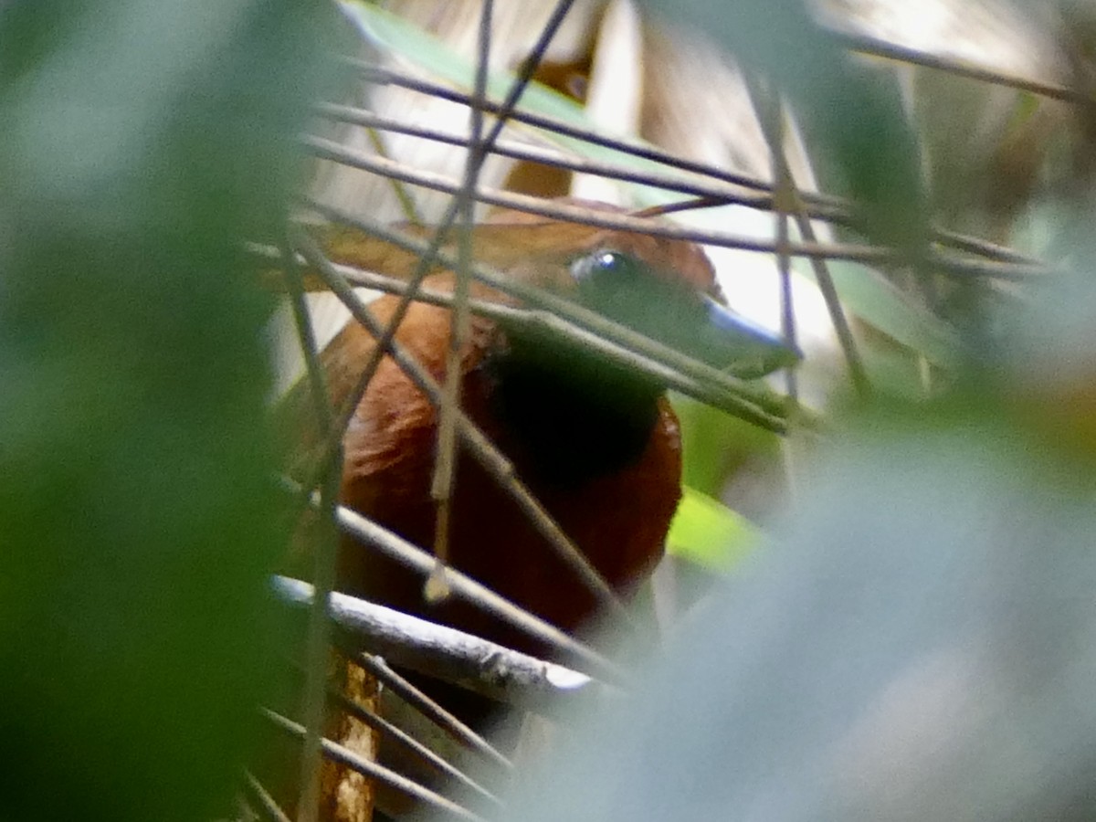 Rondonia Bushbird - Peter Kaestner