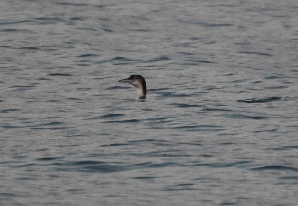 Common Loon - ML610486996