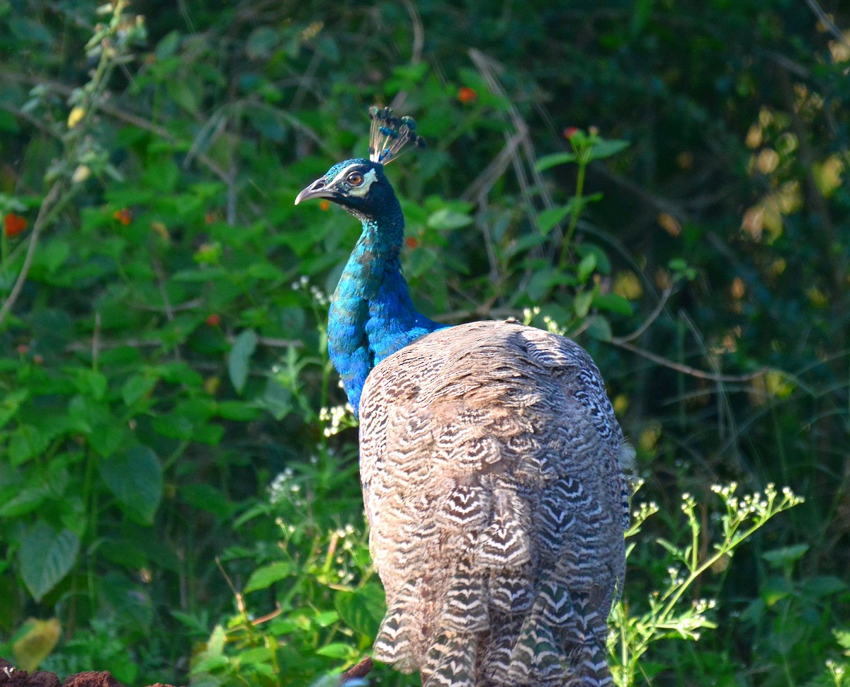 Indian Peafowl - ML61048701