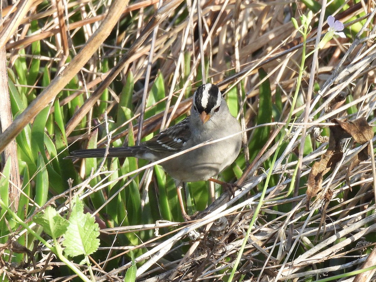 White-crowned Sparrow - ML610487182