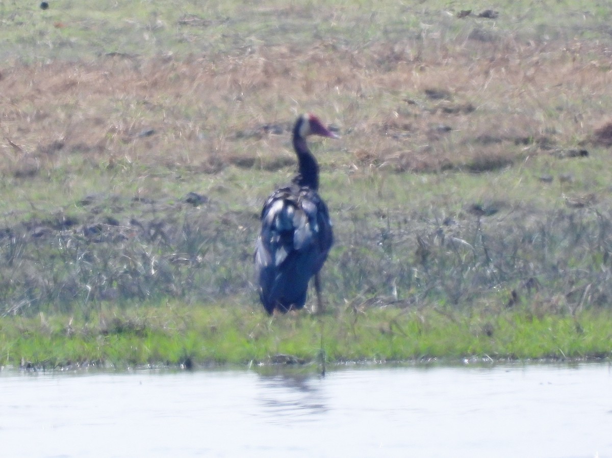 Spur-winged Goose - ML610487206