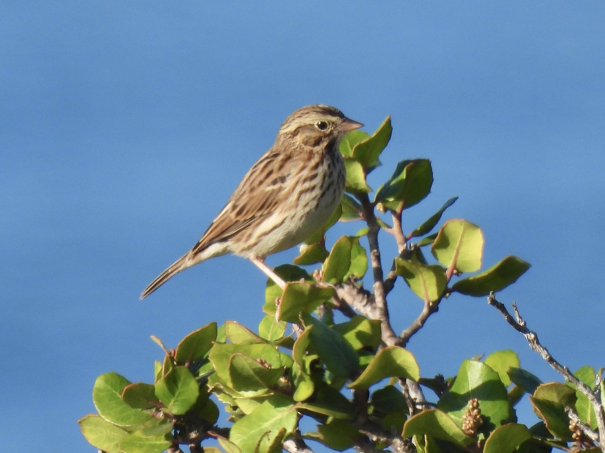 Savannah Sparrow - ML610487228