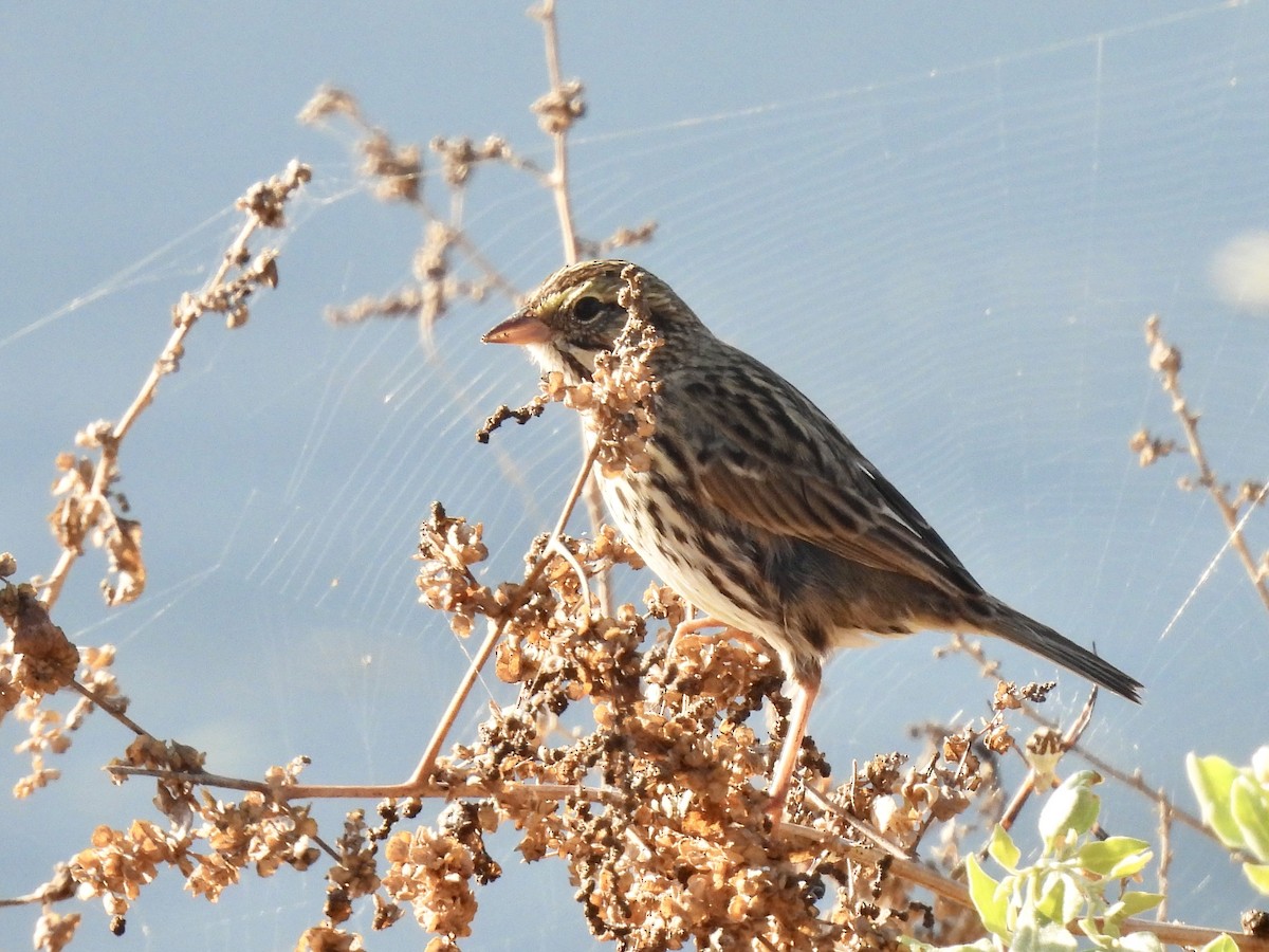 Savannah Sparrow - ML610487230