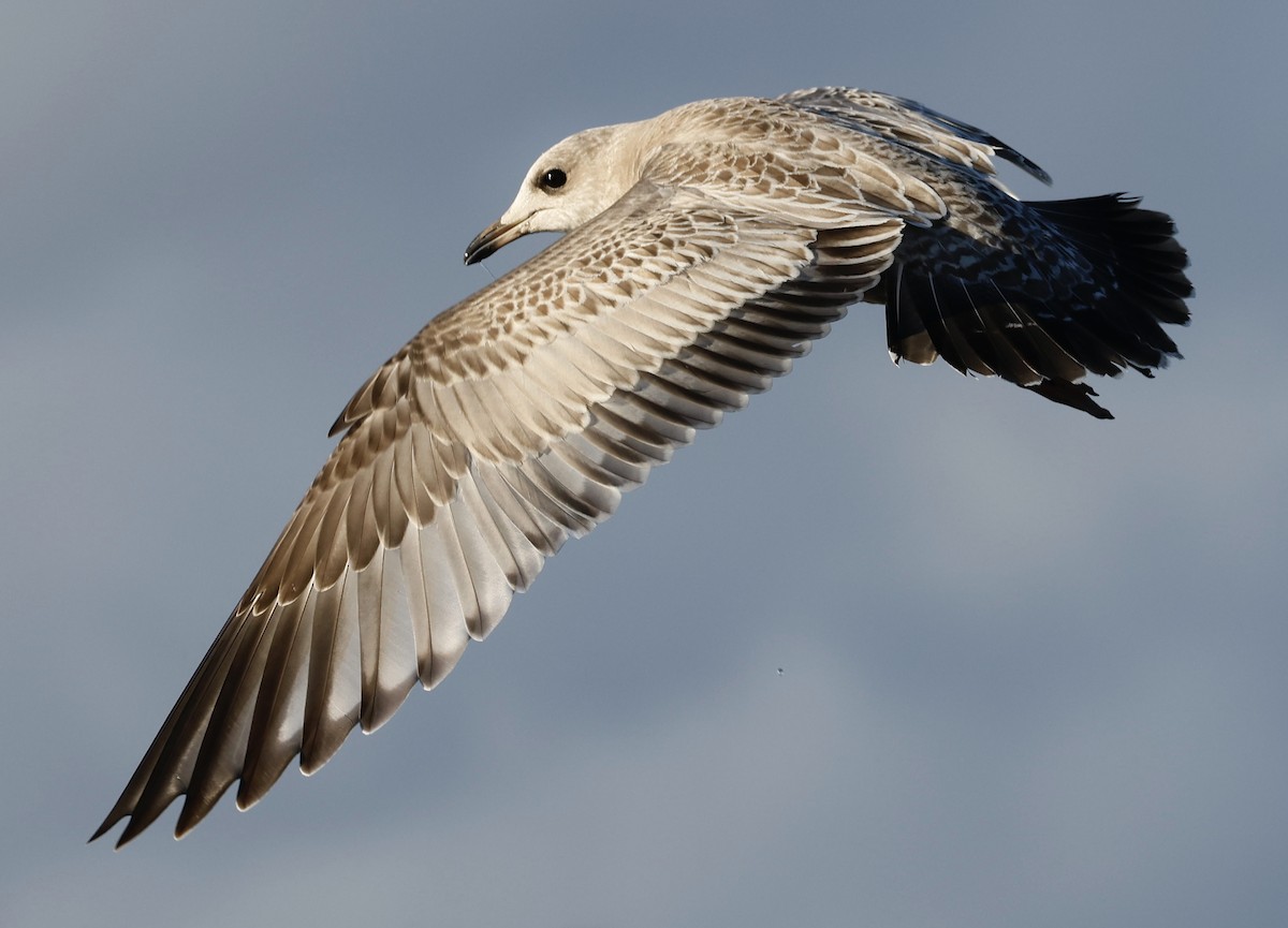 Short-billed Gull - ML610487297