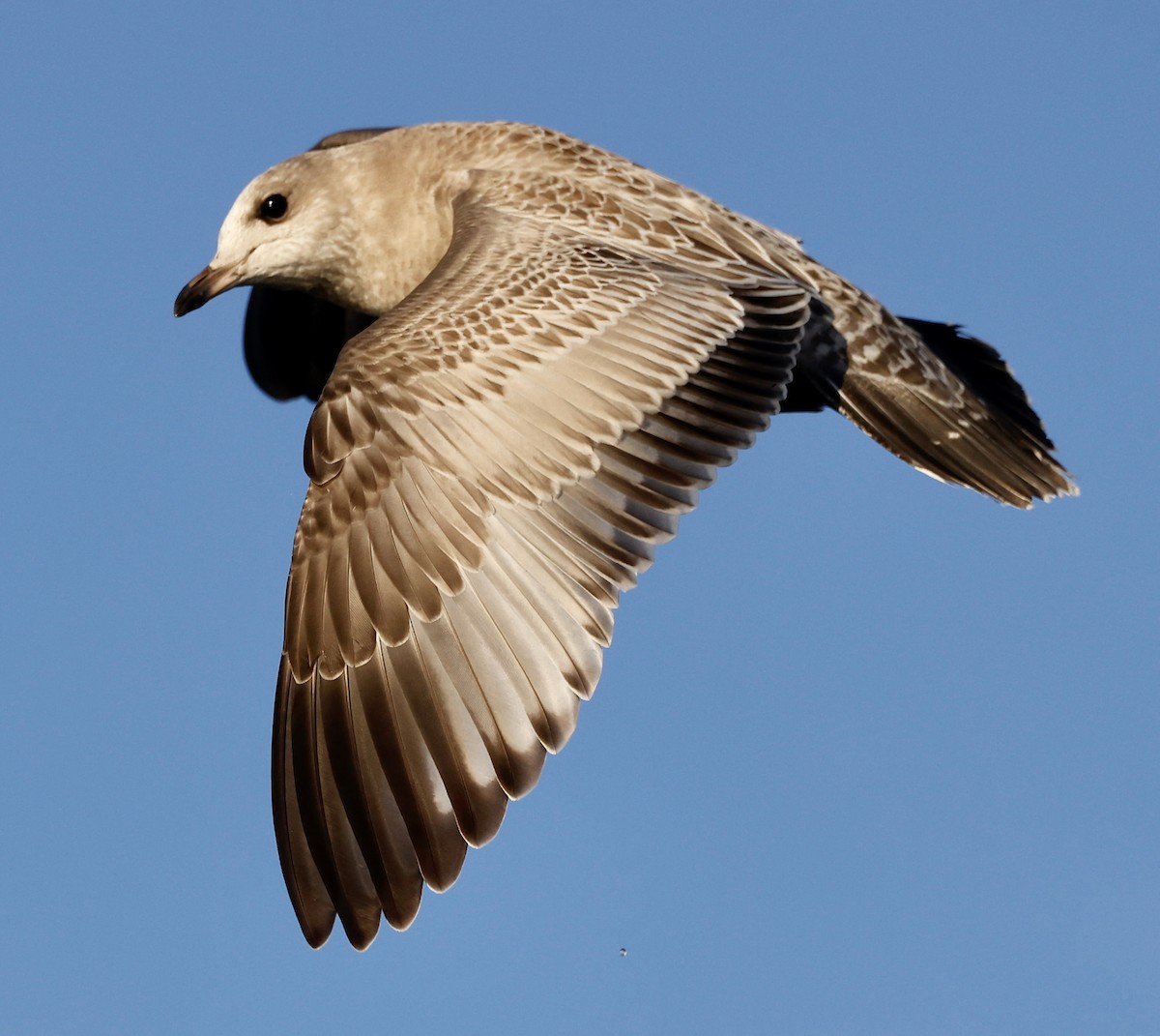 Short-billed Gull - Jeff Skevington