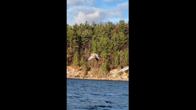 Short-billed Gull - ML610487306