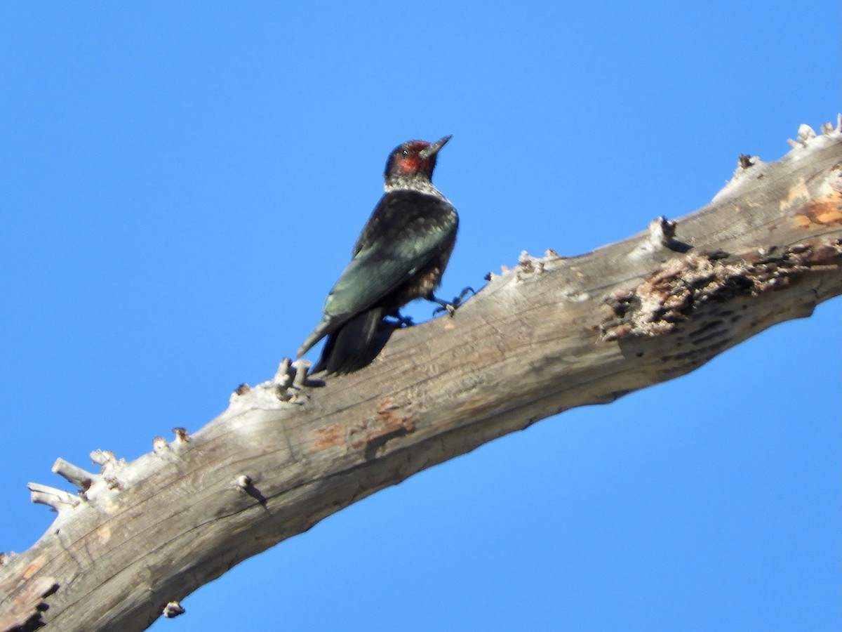 Lewis's Woodpecker - ML610487459