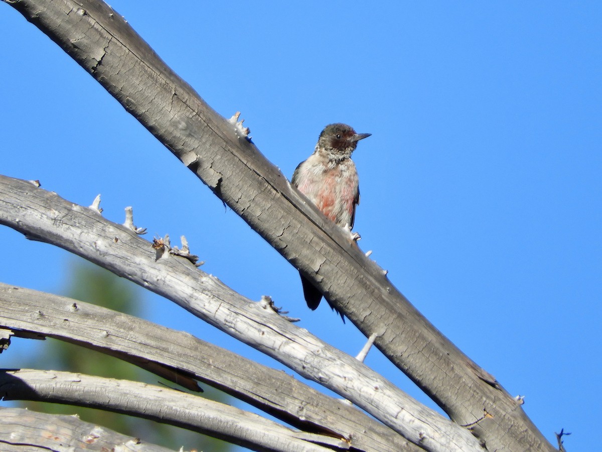 Lewis's Woodpecker - ML610487460
