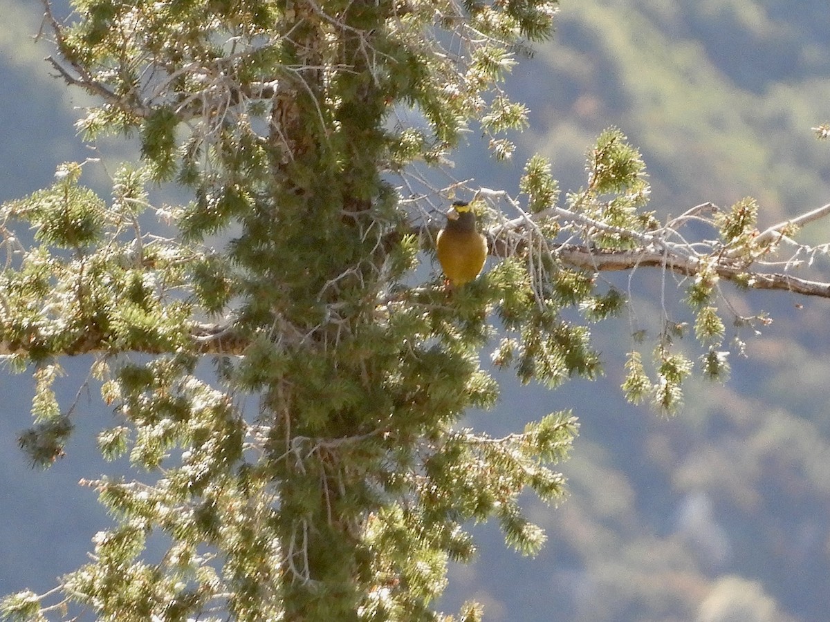 Evening Grosbeak (type 1) - ML610487467
