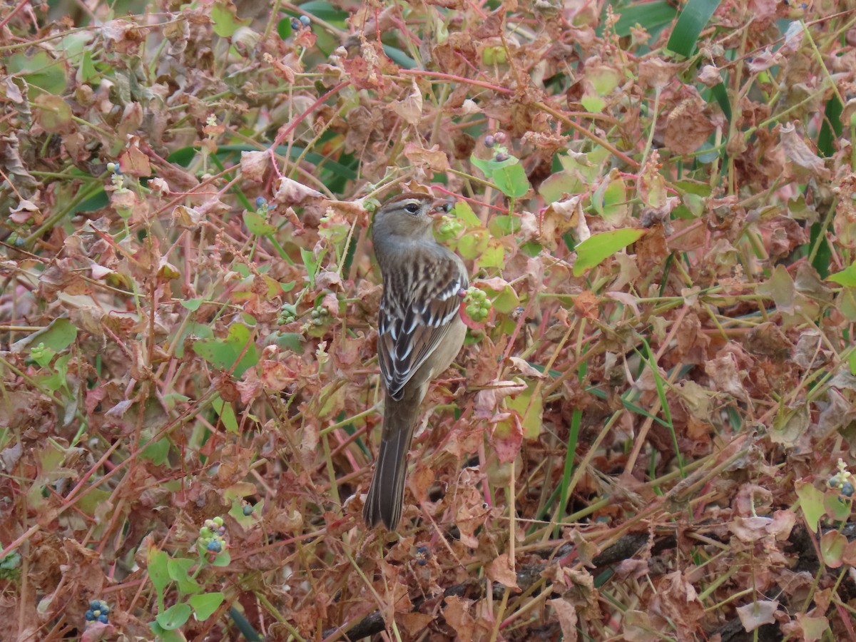 White-crowned Sparrow - ML610487473