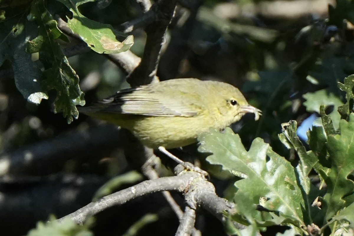 Orange-crowned Warbler (lutescens) - Frank Severson