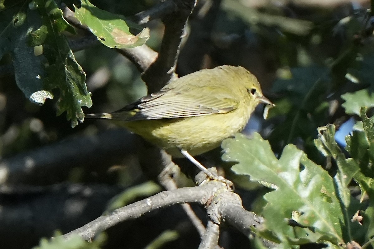 Orange-crowned Warbler (lutescens) - Frank Severson