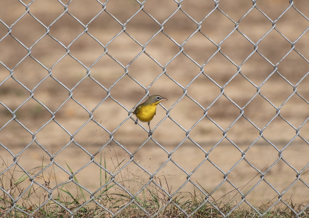 Yellow-breasted Chat - ML610487503