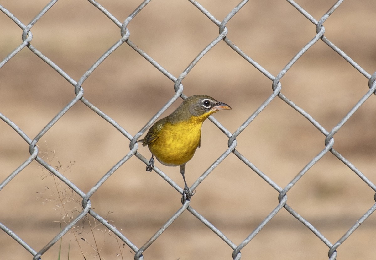 Yellow-breasted Chat - ML610487511