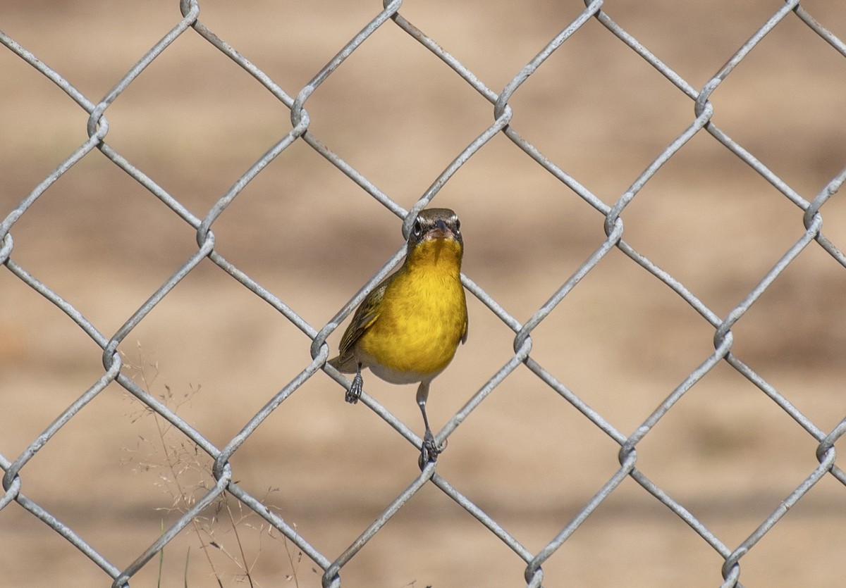 Yellow-breasted Chat - Dave DeSarno