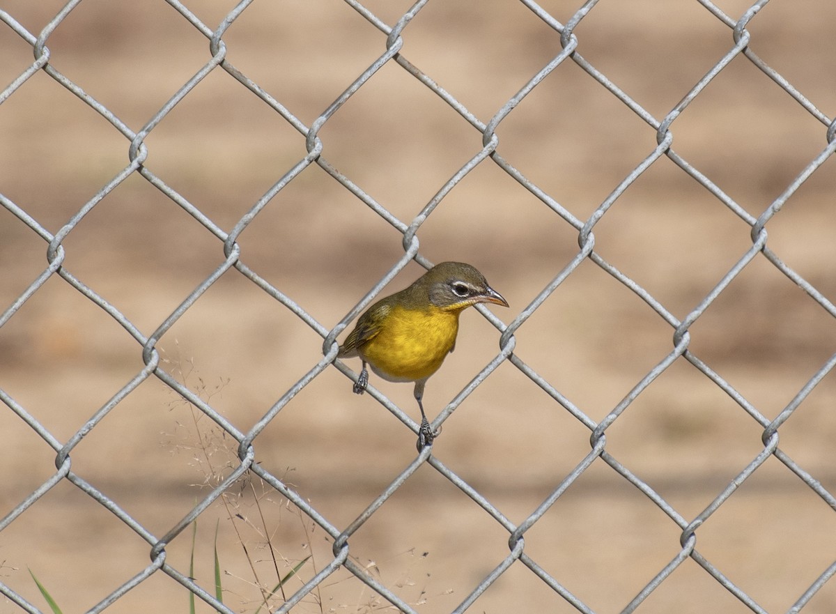 Yellow-breasted Chat - ML610487517