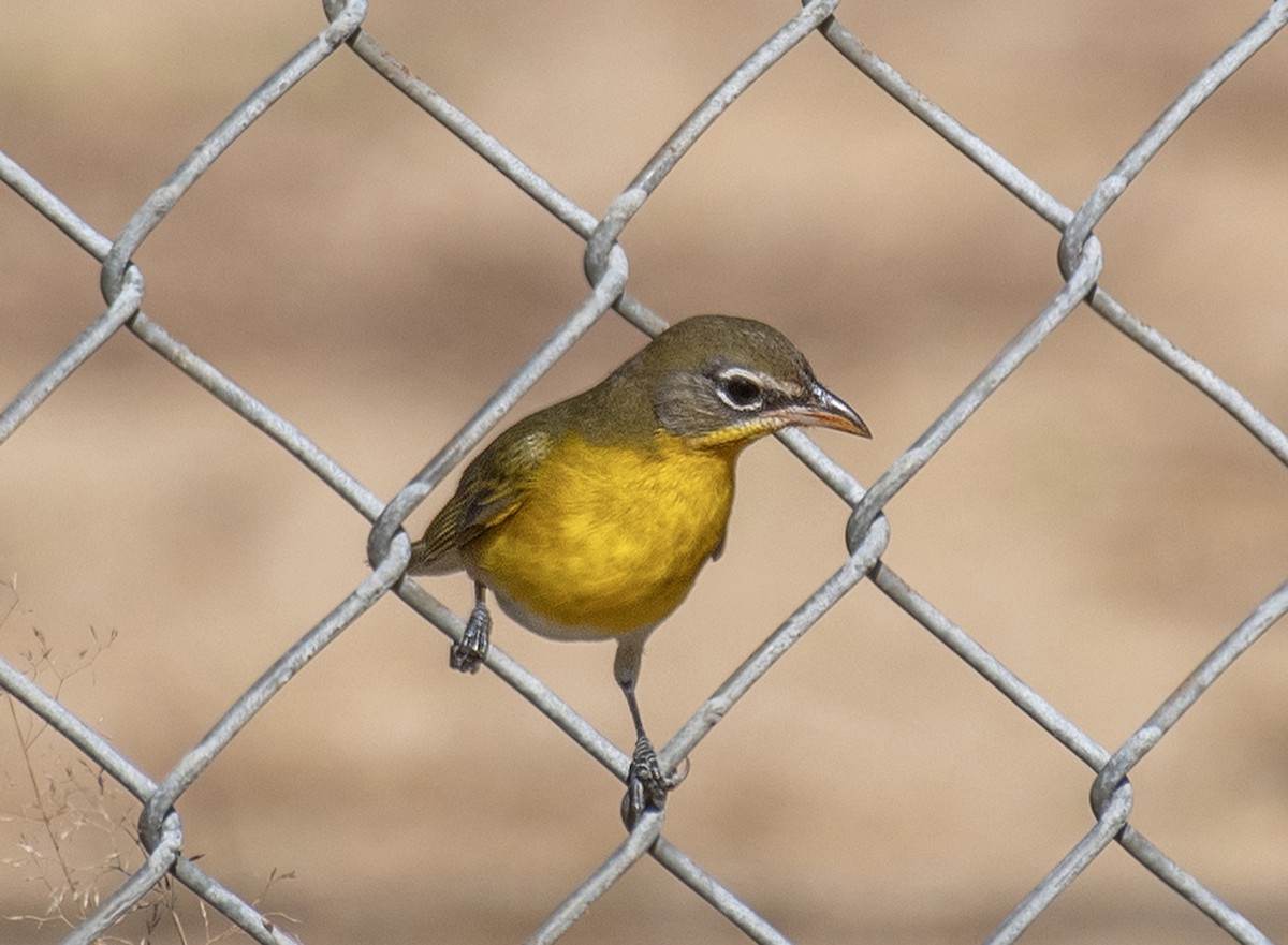 Yellow-breasted Chat - ML610487524