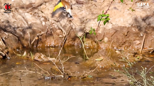 European Goldfinch - ML610487533