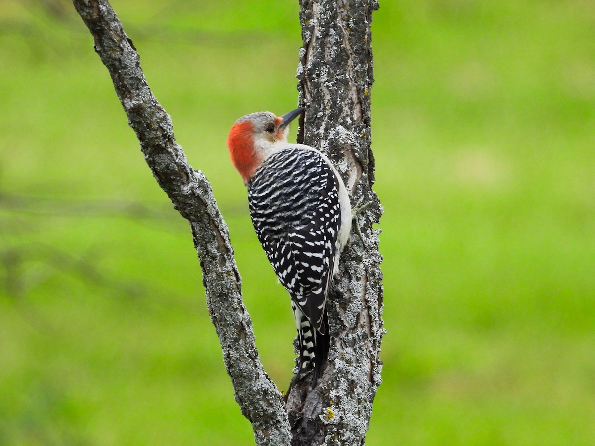 Red-bellied Woodpecker - Haley Gottardo