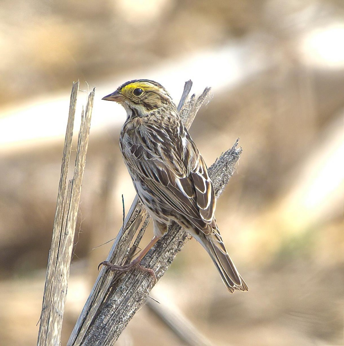 Savannah Sparrow - ML610487815