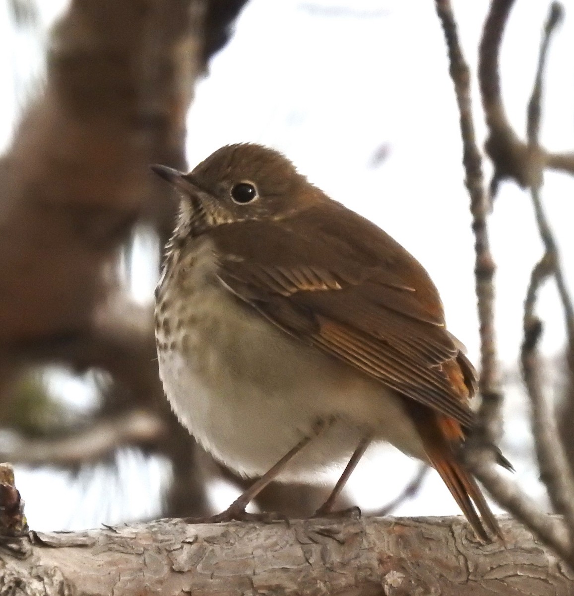 Hermit Thrush - ML610487863