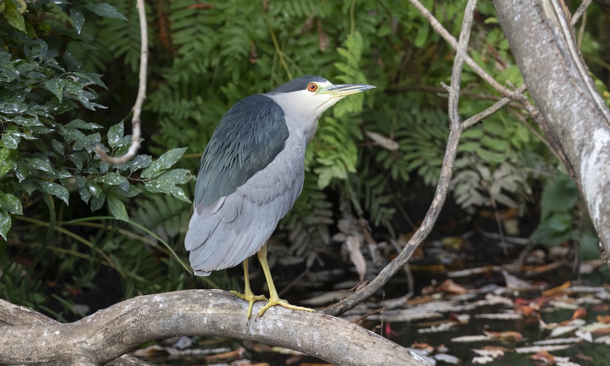 Black-crowned Night Heron - Heather Wolf